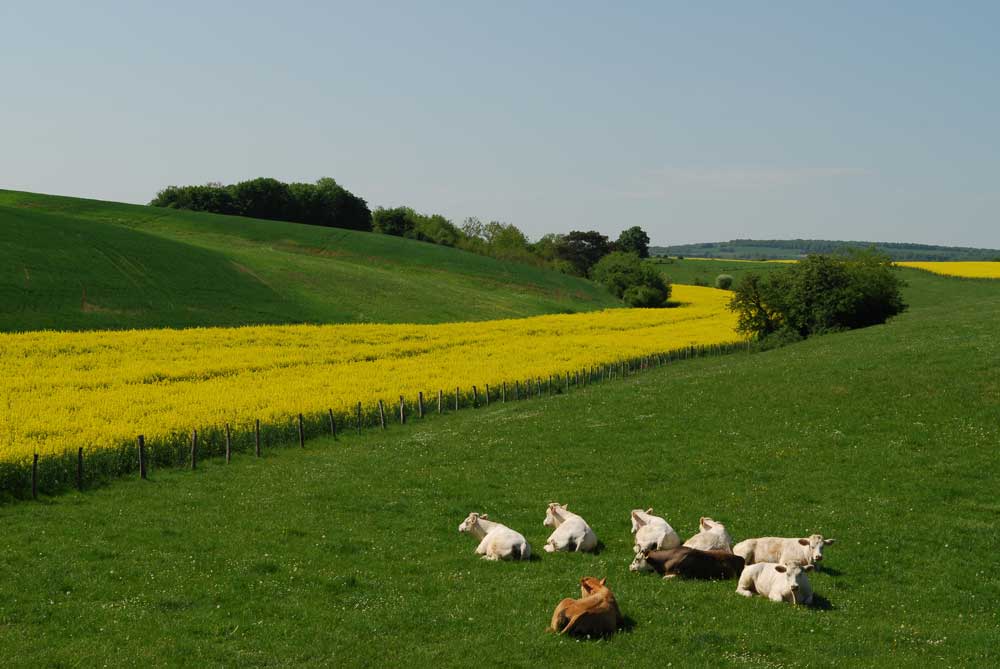 paysage avec des vaches