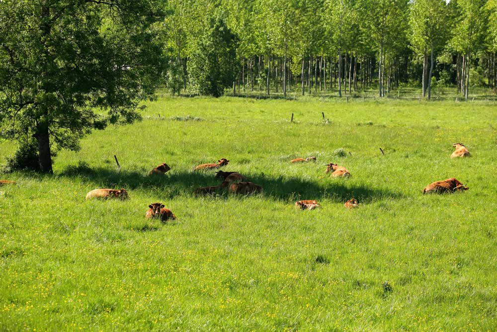 vaches dans leur pré