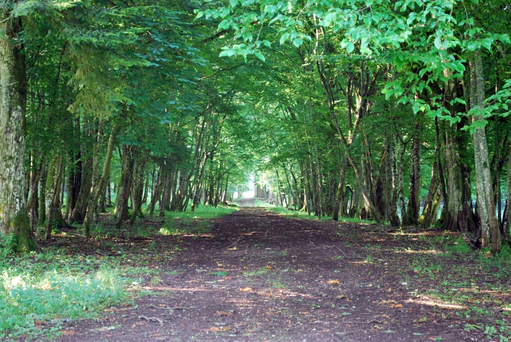 chemin de forêt